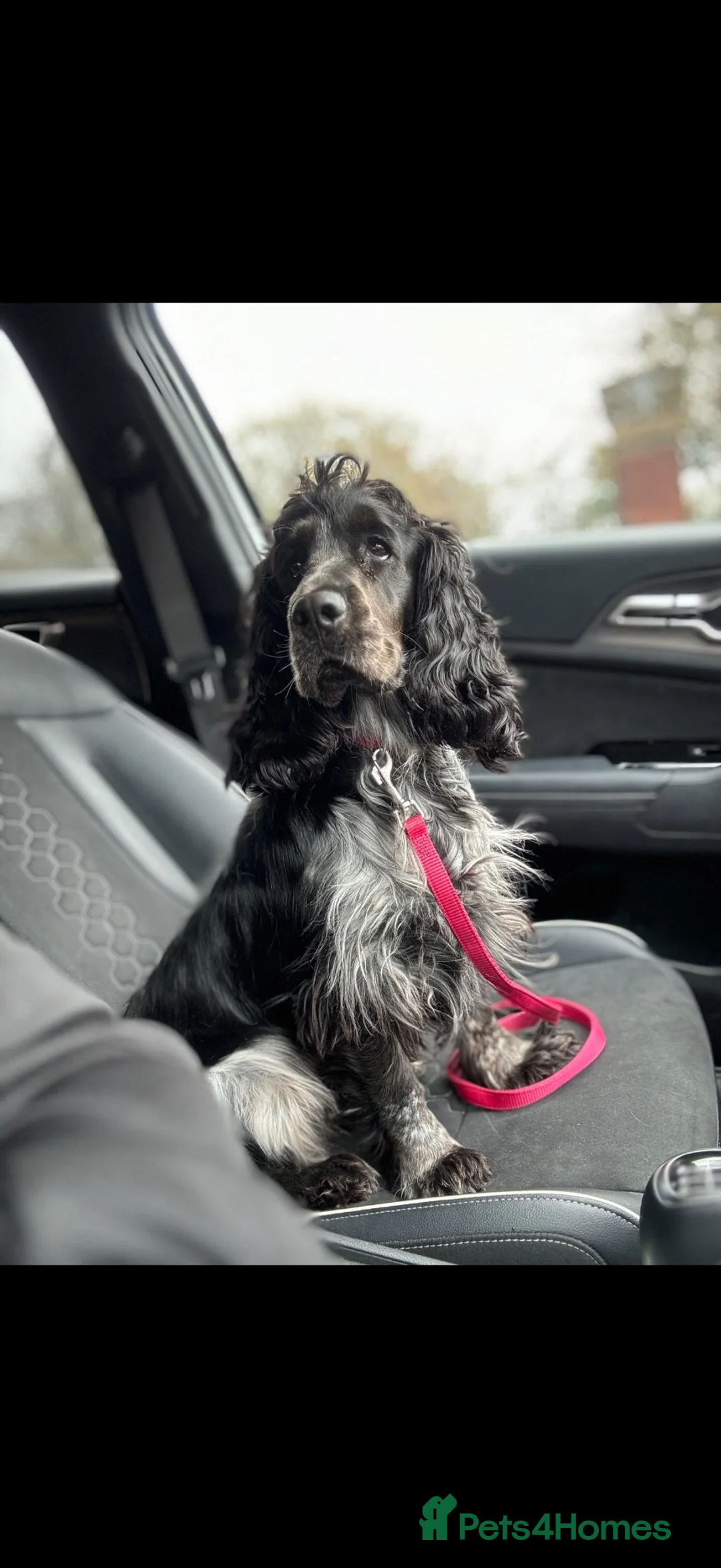 Cocker Spaniel dogs for sale: Show type cocker spaniel female - Advert 1