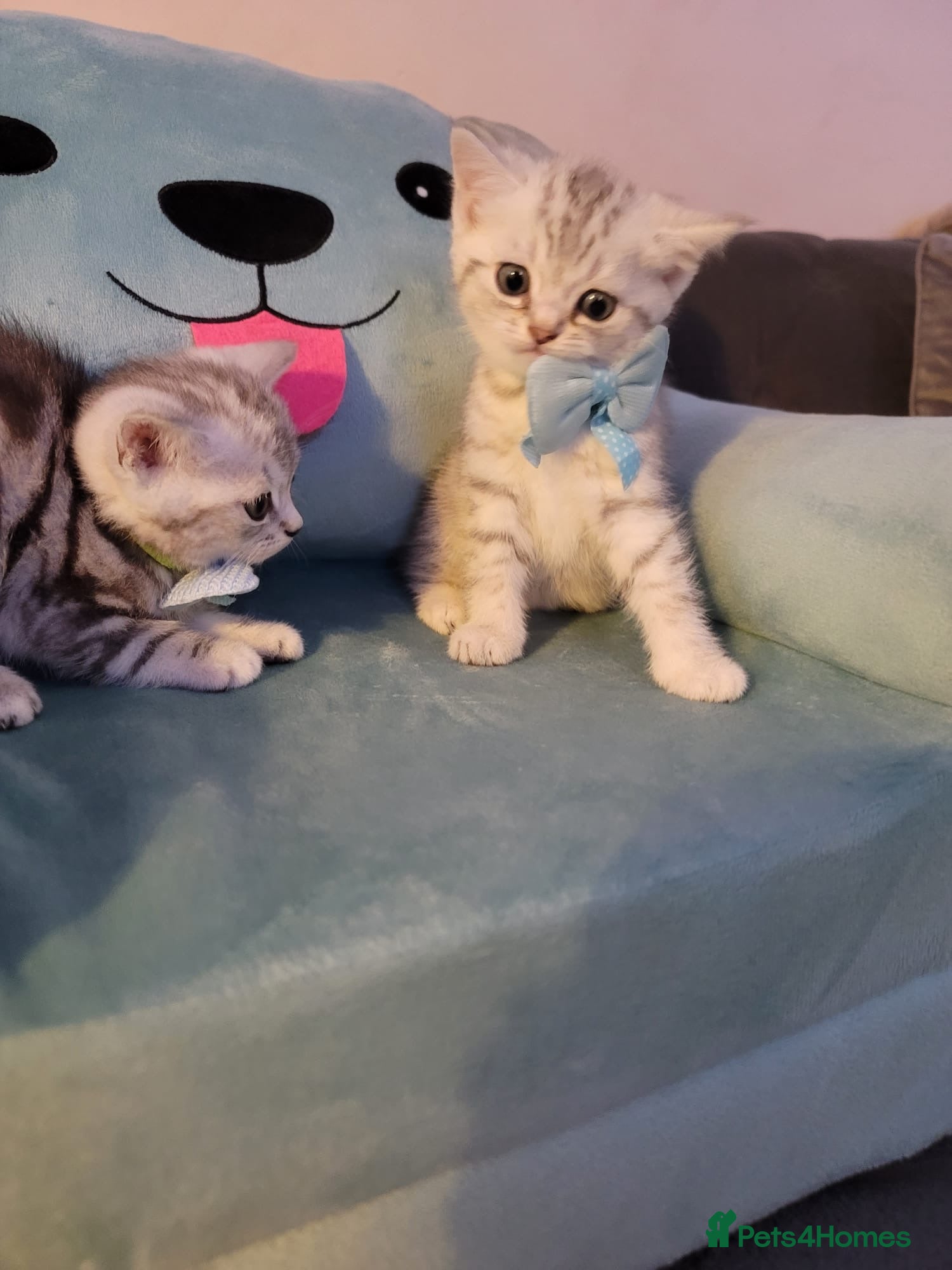 British Shorthair cats for sale: Beautiful kittens – 2 Boys & 2 Girls Ready Now  - Advert 13