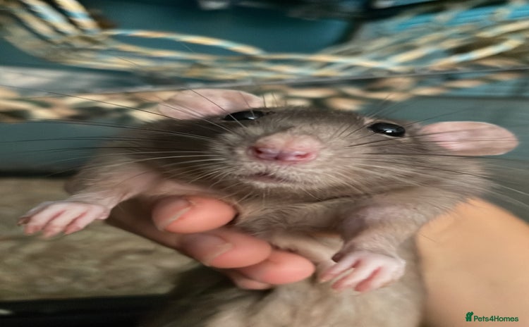 Rat rodents - Advert 11