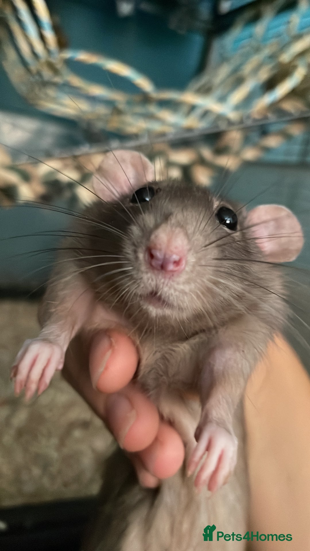 Rat rodents for sale: 3 dumbo rat girls in need of new home  - Image 1