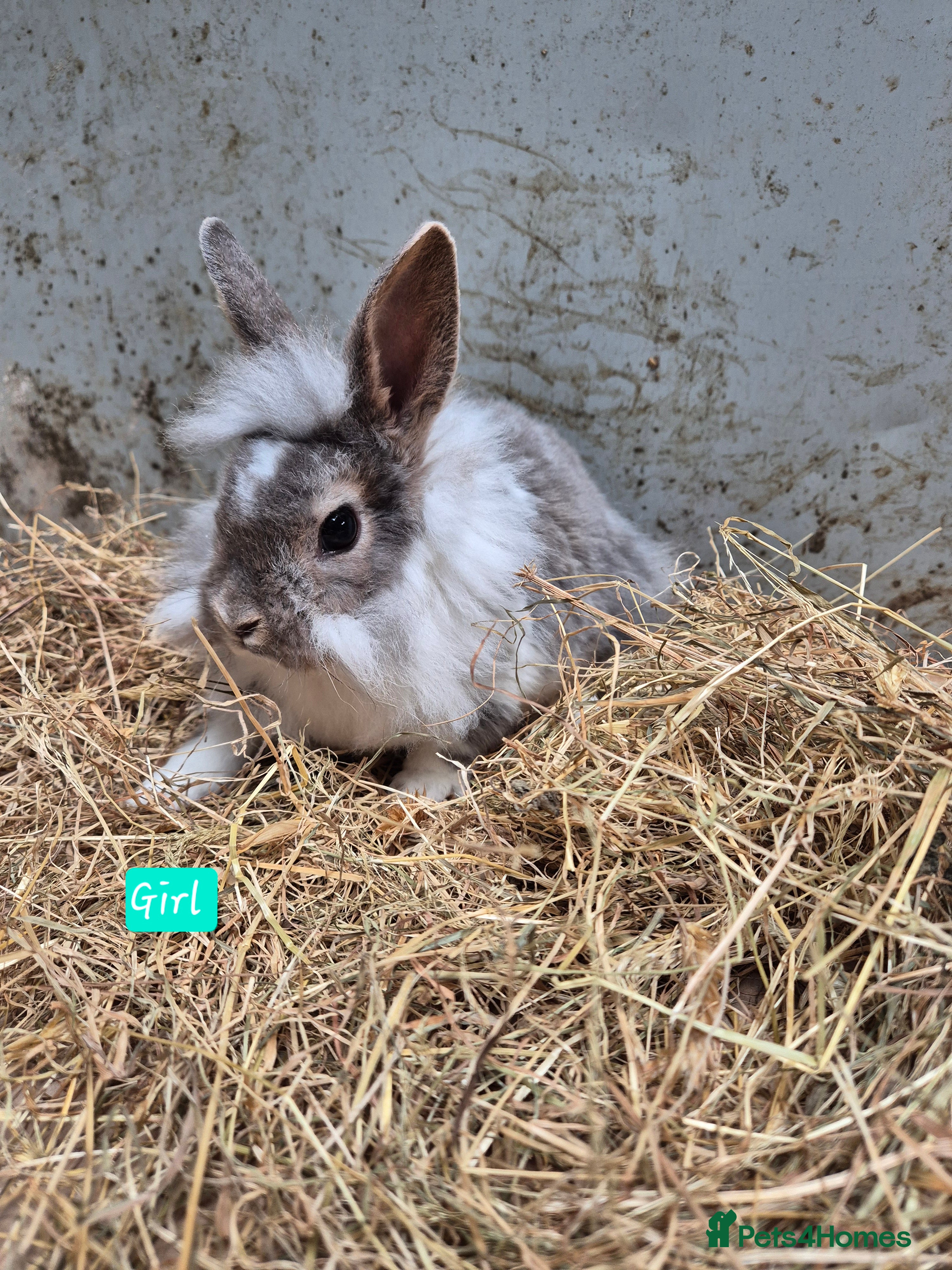 Mini Lop rabbits Baby Bunnies looking for new homes - Advert 10