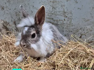 Mini Lop rabbits Baby Bunnies looking for new homes - Advert 10