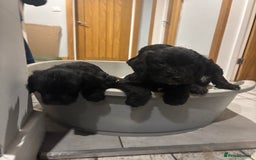 Mixed Breed dogs for sale: Bedlington cross cocker spaniel puppies  - Image 13