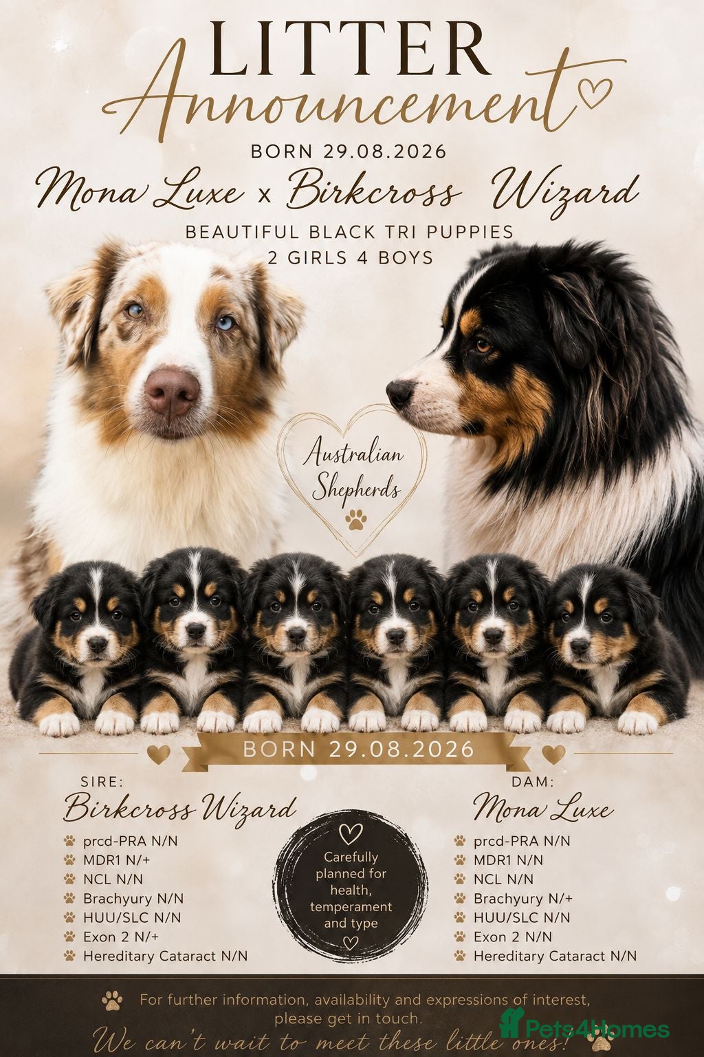Australian Shepherd dogs Australian shepherds  - Advert 4