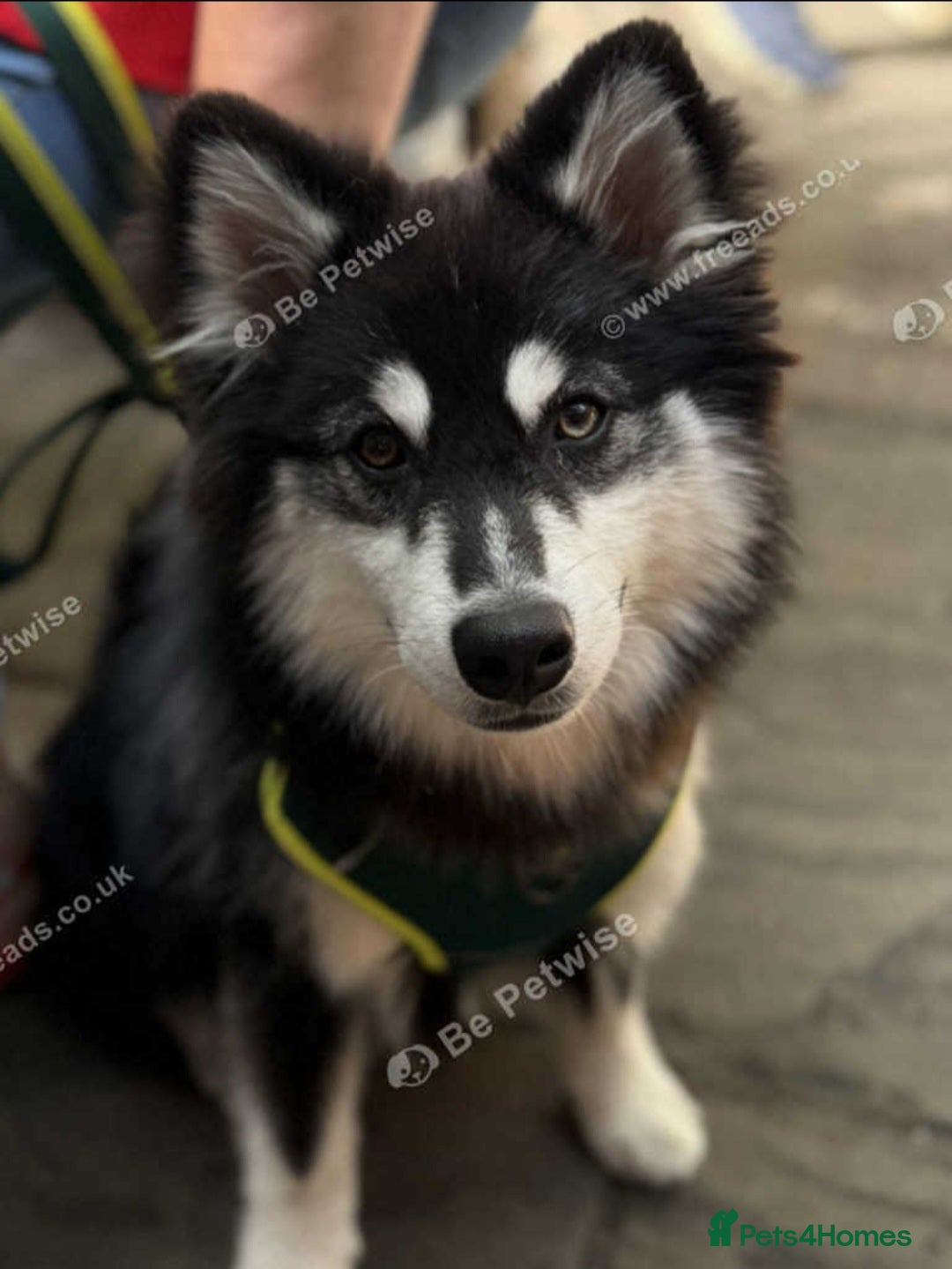 Pomsky dogs for sale: 2 yr old Rare Pomsky boy - Image 2