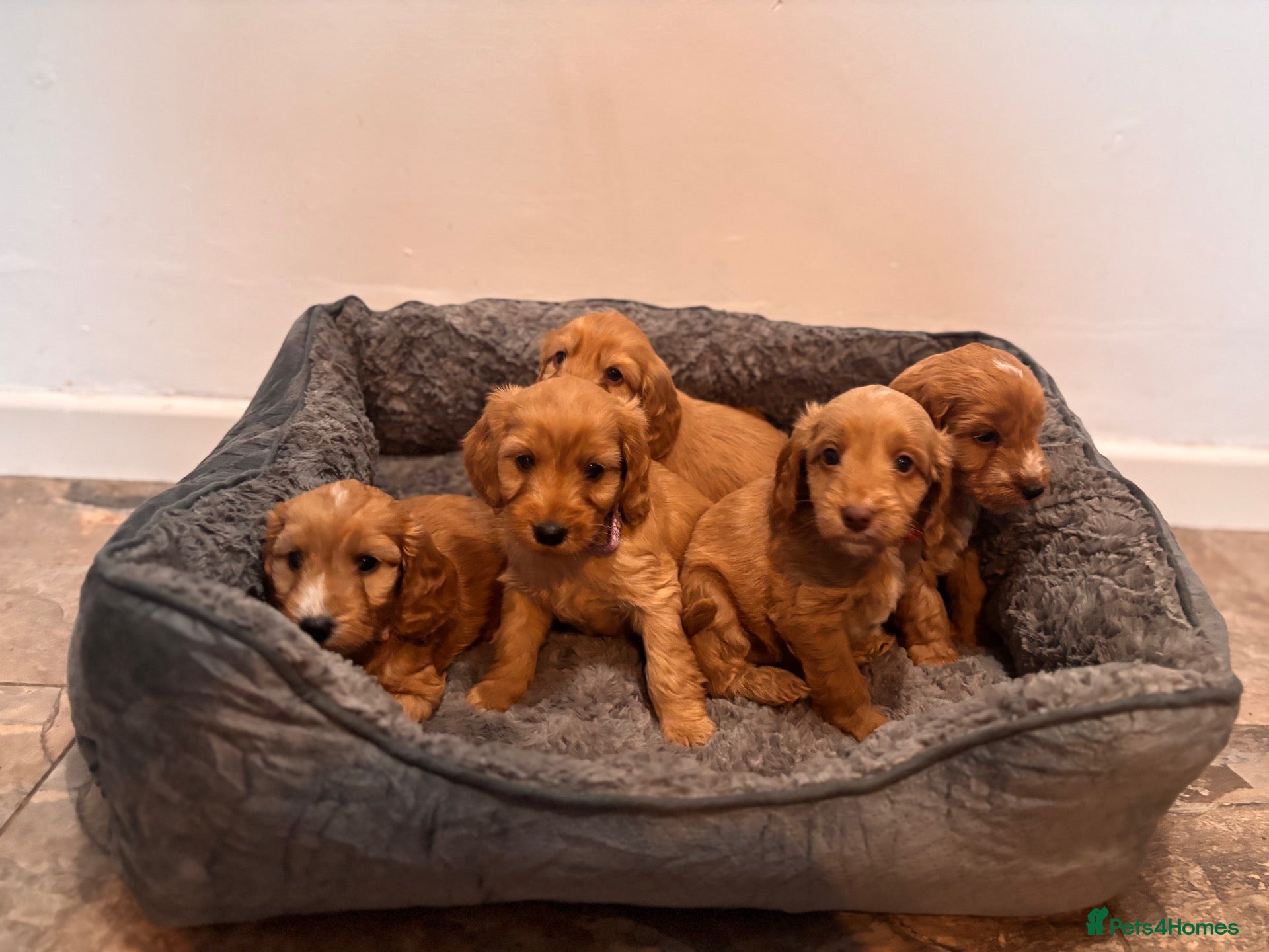 Cockapoo dogs Beautiful F1 Cockapoos  - Advert 2