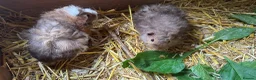 Guinea Pig rodents for sale: 🐹 Stunning Alpaca Guinea Pigs – 3 Male Brothers  - Advert 3
