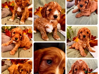 Mixed Breed dogs - Advert 4