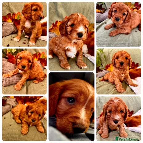 Mixed Breed dogs - Advert 4
