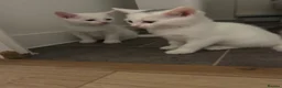 Mixed Breed cats for sale: Adorable litter of kittens  - Advert 30