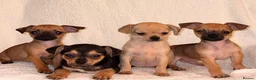 Chihuahua dogs for sale: Chihuahua Puppies  - Advert 5