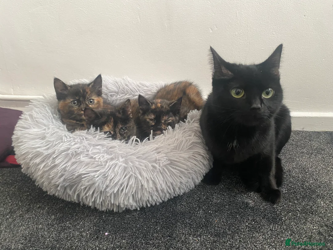Mixed Breed cats for sale: Cute fluffy tortie kittens - Advert 10
