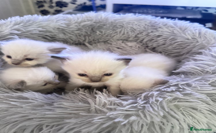 Ragdoll cats - Advert 2