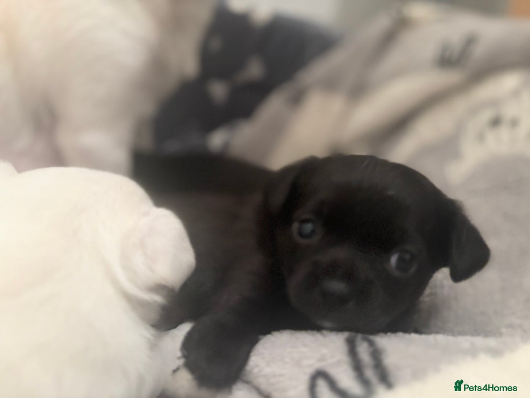 Chihuahua dogs for sale: Beautiful Chihuahua Puppies - Advert 7