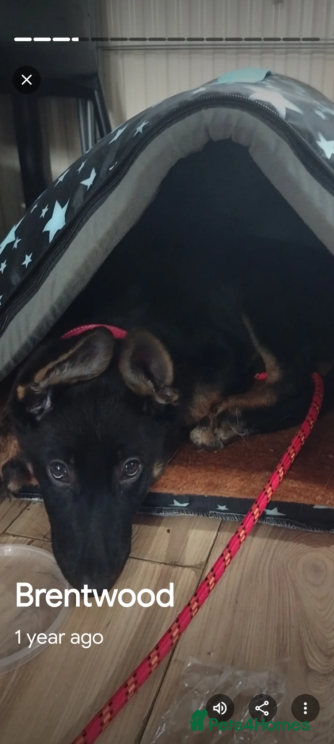Golden Shepherd dogs for sale: Black and Tan Female German Shepherd 1 year old - Advert 6