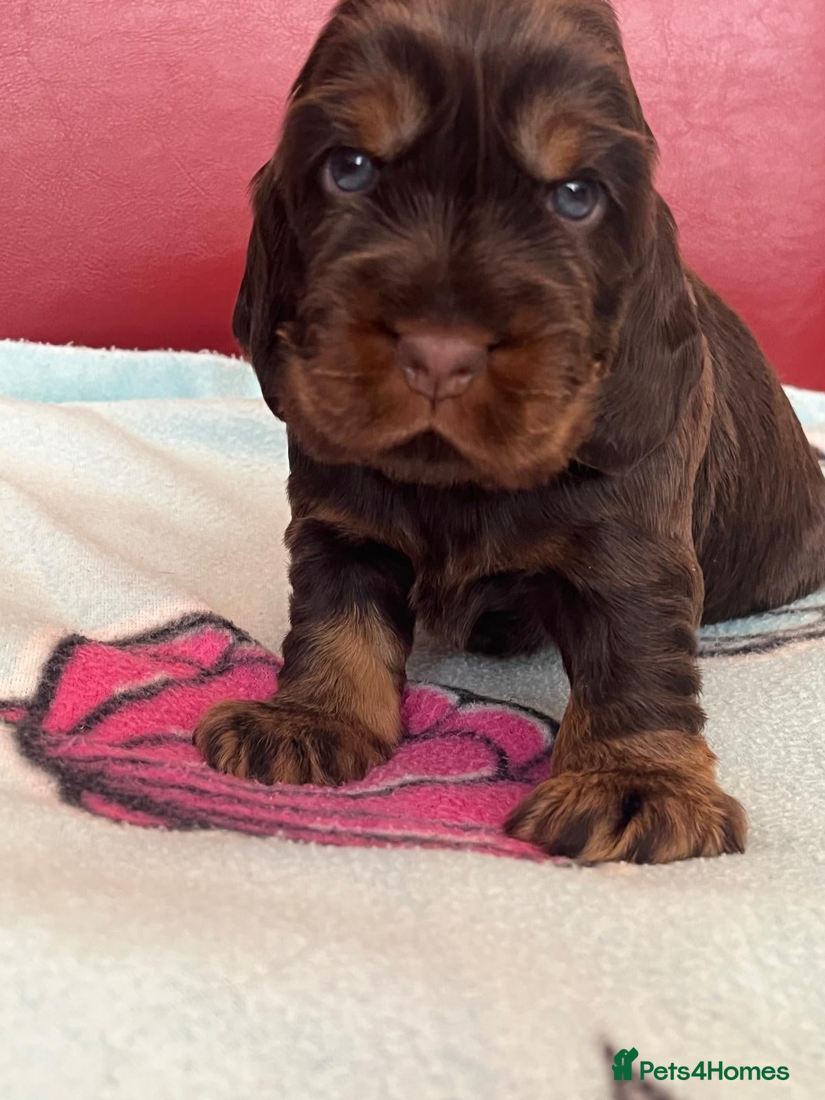 Cocker Spaniel dogs **Stunning CHOCLATE TAN Show Cocker pups** - Advert 1