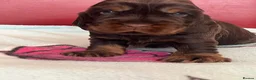 Cocker Spaniel dogs for sale: **Stunning CHOCLATE TAN Show Cocker pups** in Oldbury - Advert 1