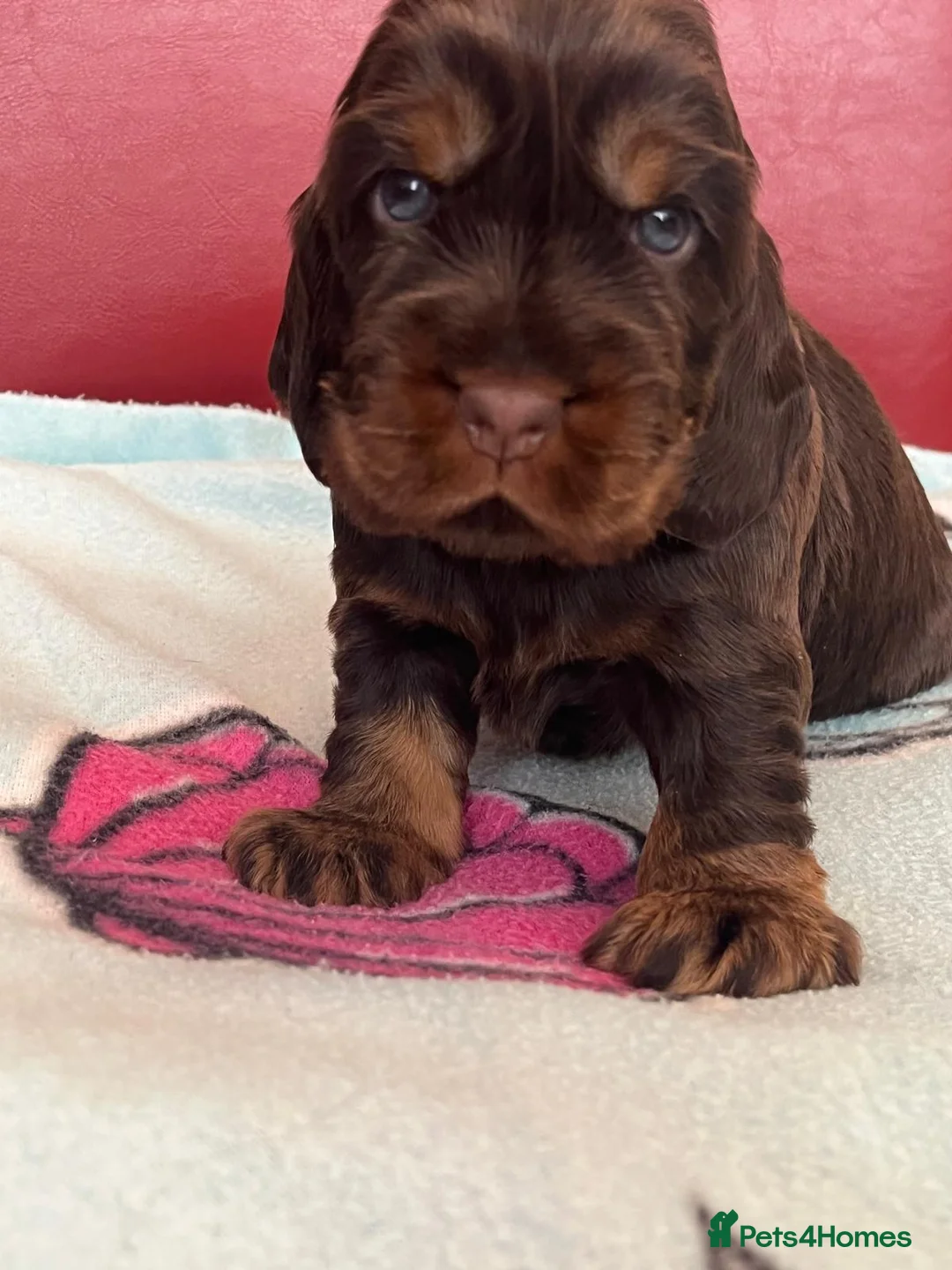 Cocker Spaniel dogs for sale: **Stunning CHOCLATE TAN Show Cocker pups** in Oldbury - Advert 1