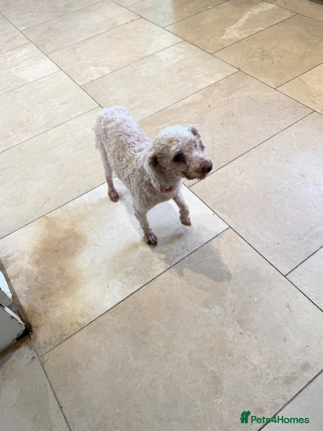 Poodle dogs for sale: Kc toy poodle  - Advert 2