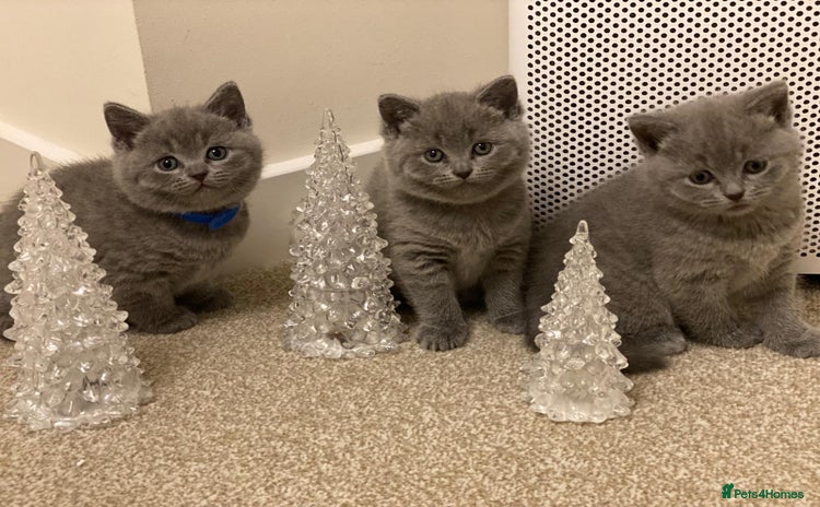 British Shorthair cats ✨British Shorthair Kittens looking for new family✨ - Advert 2