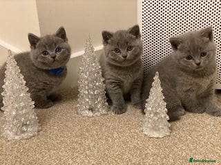 British Shorthair cats ✨British Shorthair Kittens looking for new family✨ - Advert 15