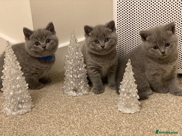 British Shorthair cats ✨British Shorthair Kittens looking for new family✨ - Advert 2