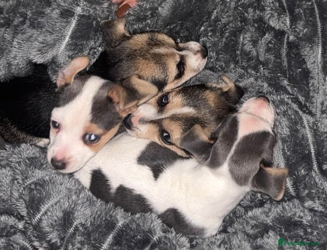 Jack Russell dogs for sale: Miniature jack Russell  - Advert 10