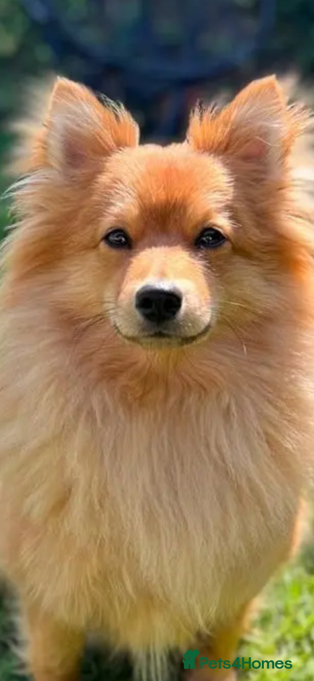 German Spitz dogs for sale: German spitz puppy girl - Image 7