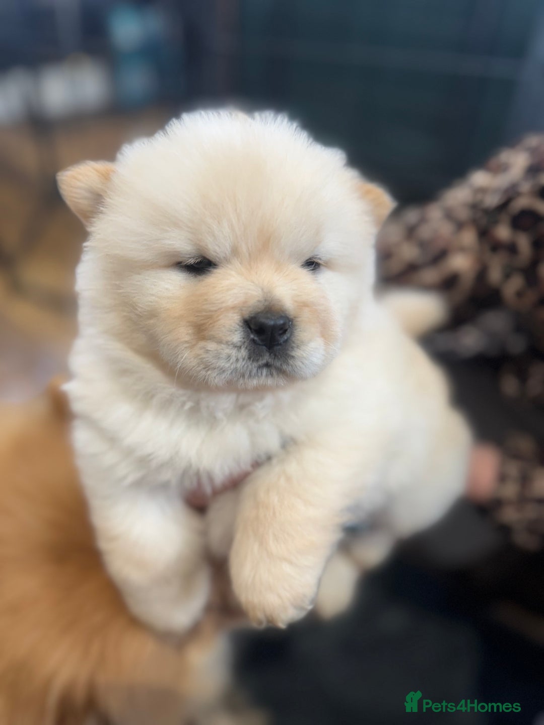 Chow Chow dogs for sale: CHOW CHOW PUPPIES  - Advert 16
