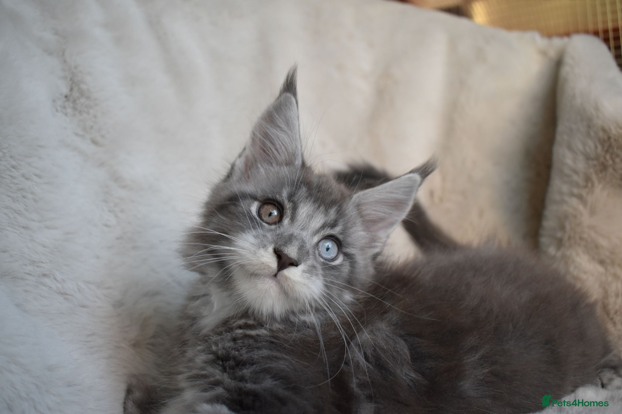 Maine Coon cats 😊Beautiful TICA registered Maine Coon Kittens😊  - Advert 2
