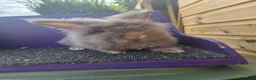 Lionhead rabbits for sale: Pure bred lion head buck - Advert 2