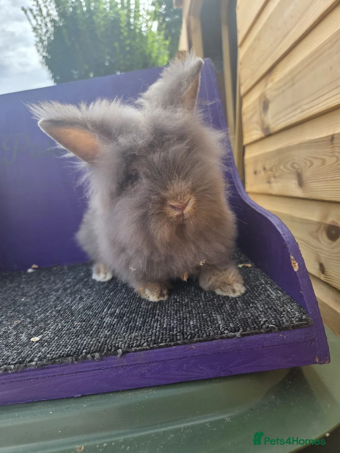 Lionhead rabbits for sale: Pure bred lion head buck - Advert 2
