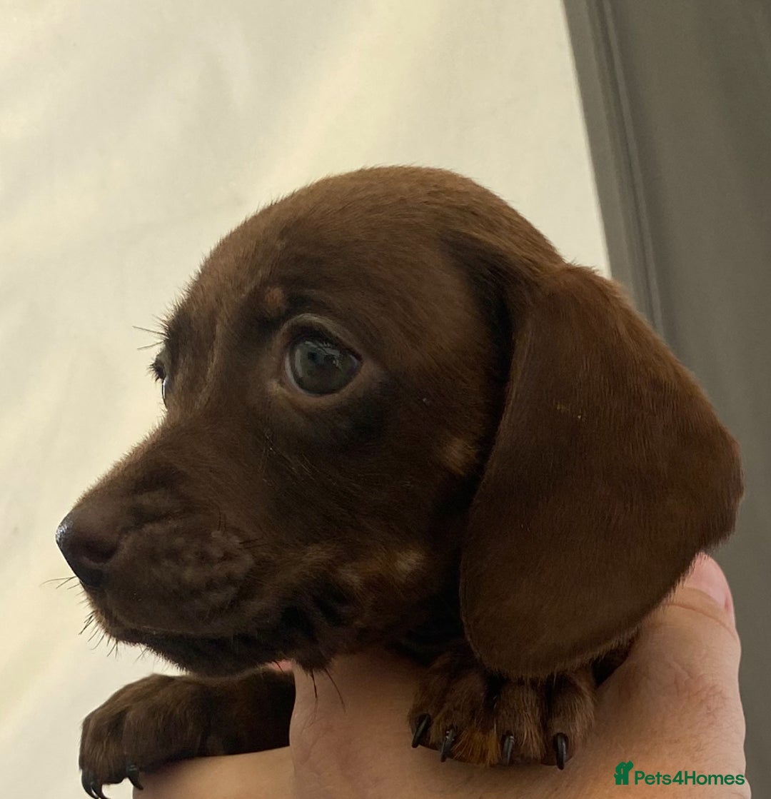 Dachshund dogs for sale: Dachshund puppies  - Image 8