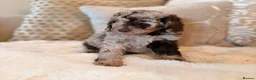 Labradoodle dogs for sale: ** RARE CHOC-PHANTOM MERLE/PARTI F1B LABRADOODLES - Advert 9