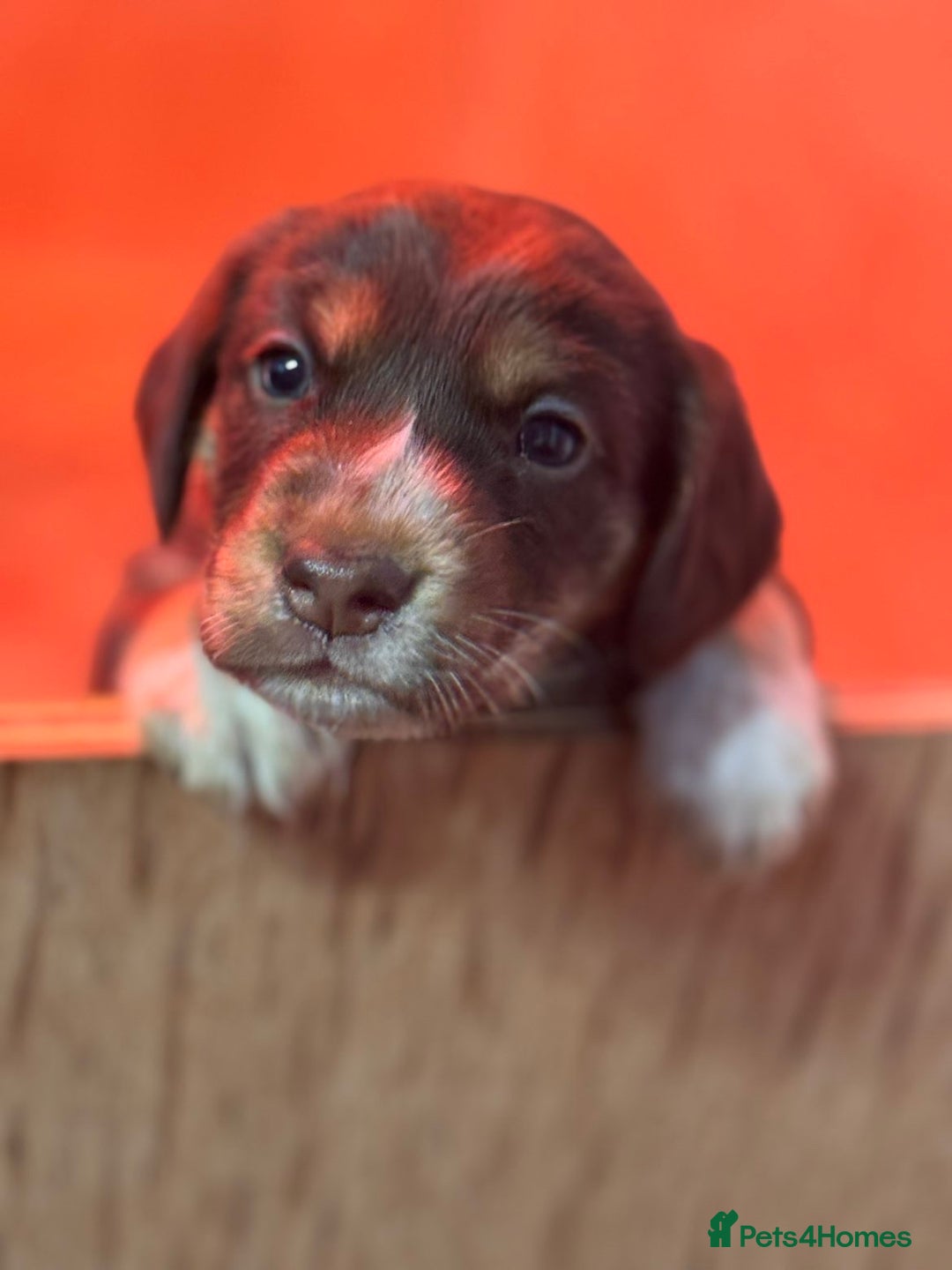 Mixed Breed dogs for sale: Australian Kelpie/Cocker Spaniel Puppies  - Advert 10