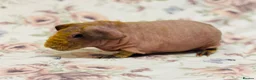 Guinea Pig rodents for sale: Skinny and werewolf babies available to reaerve - Advert 4