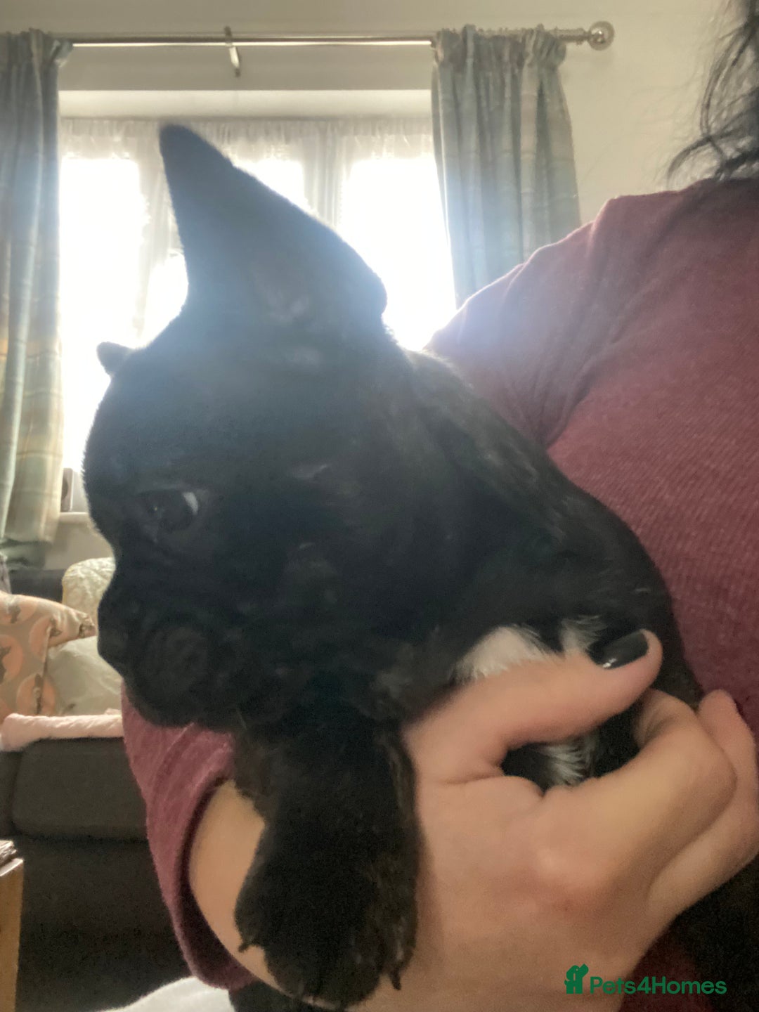 French Bulldog dogs for sale: Adorable male French bulldog puppy ready now - Advert 16