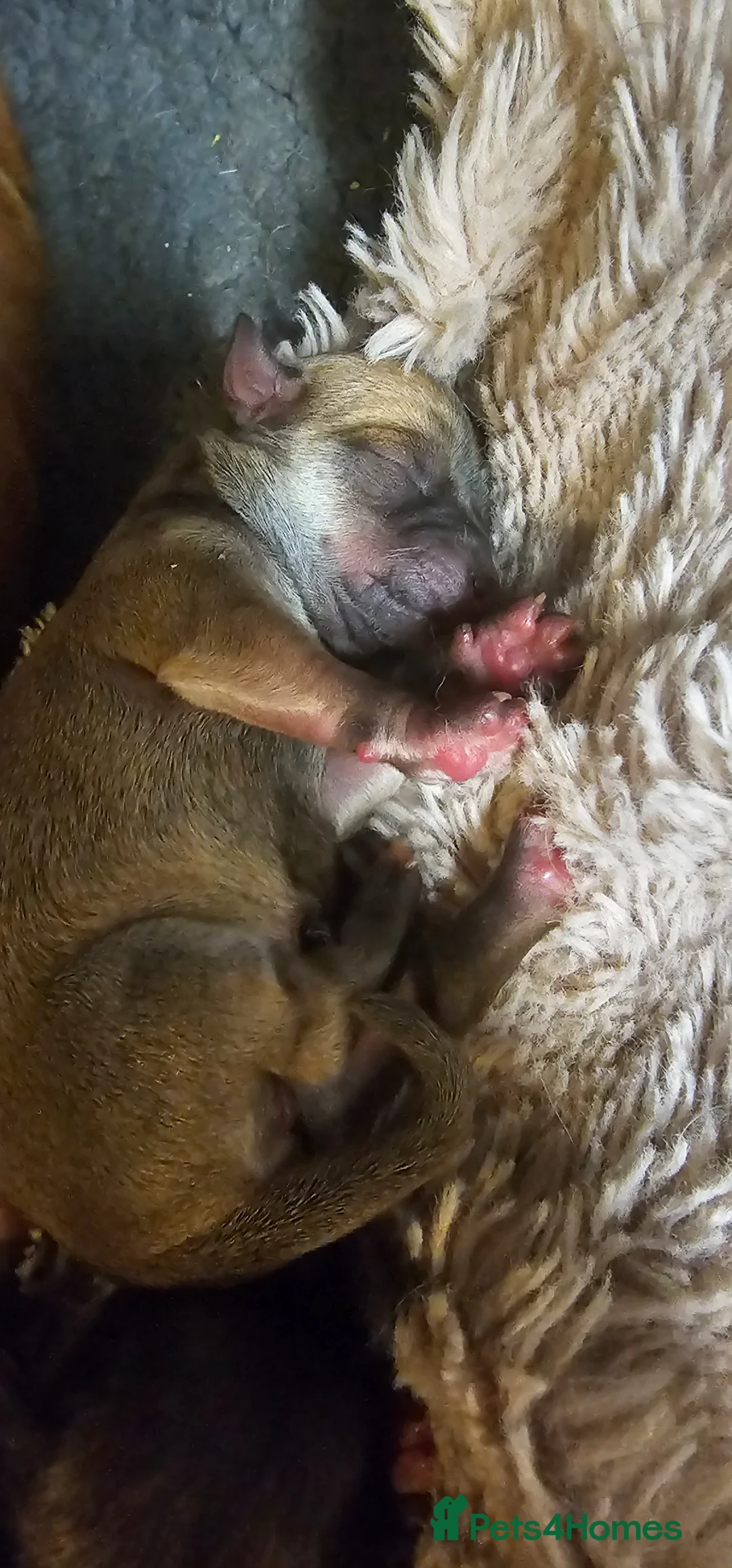 Chihuahua dogs for sale: 4 beautiful chihuahua puppies - Advert 2