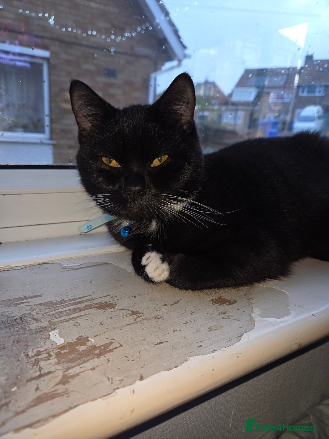 Mixed Breed cats for sale: Beautiful british blue male  - Advert 2