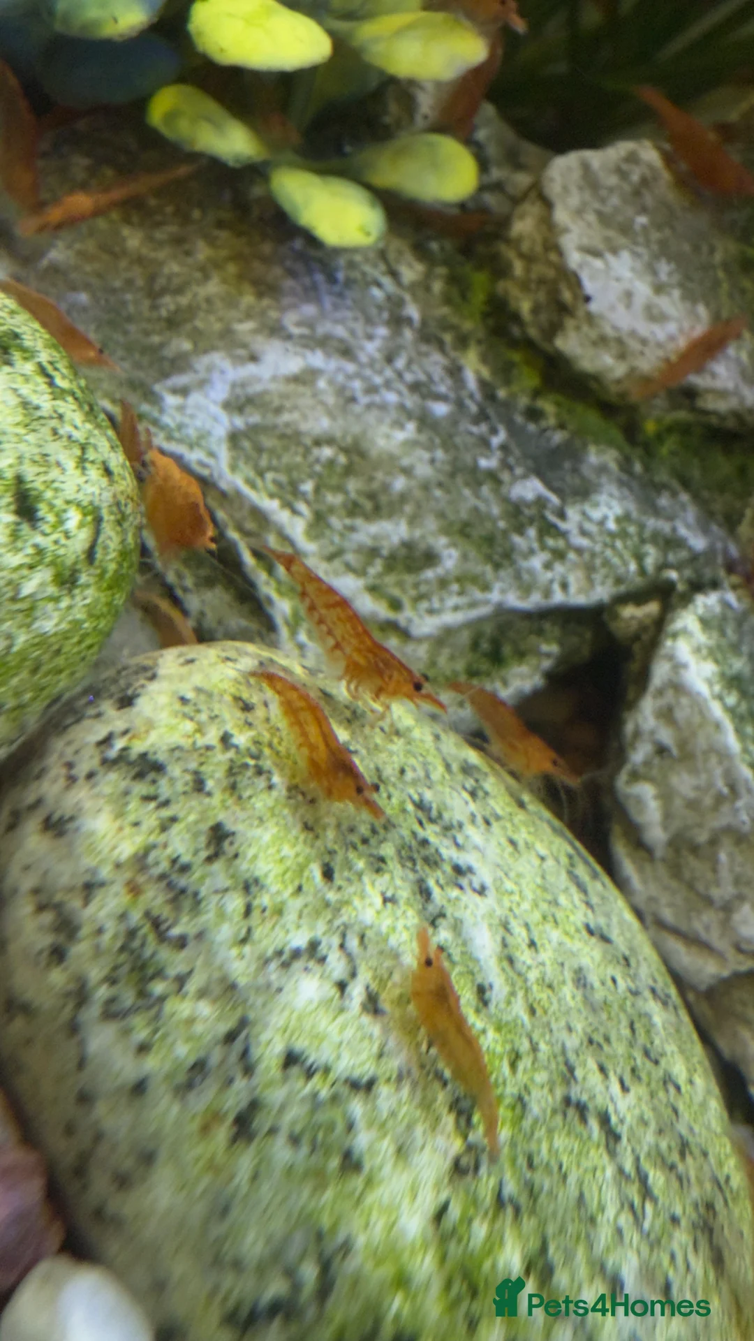 Shrimps fish for sale: Cherry shrimps for sale  - Advert 7