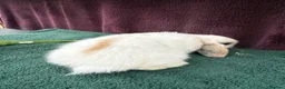 Mini Lop rabbits for sale: Three mini lop boys available  - Advert 7