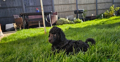 Standard Poodle dogs - Advert 15