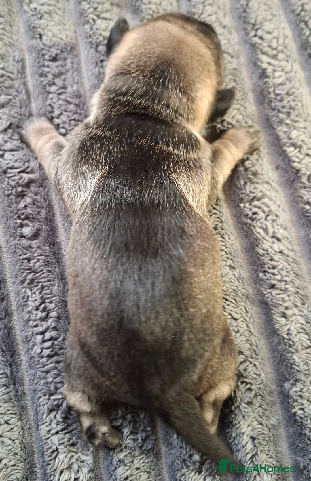 Mixed Breed dogs for sale: Rus-A-Pei ( Rare ) - Advert 12