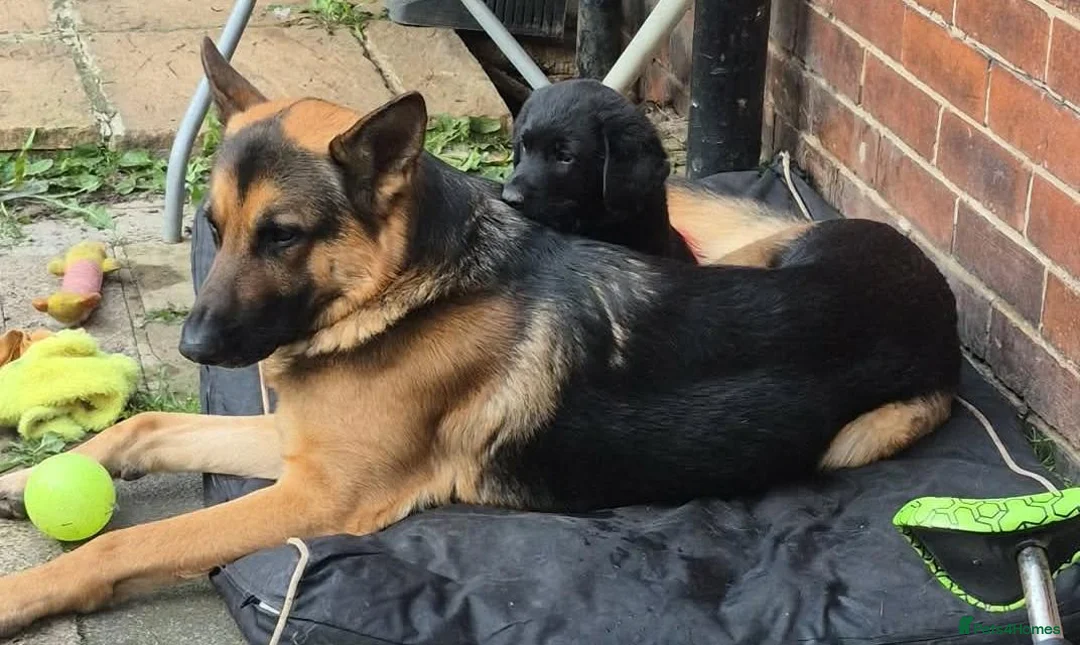 Sheprador dogs for sale: Sheprador puppies 2 boys left - Advert 2