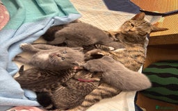British Shorthair cats for sale: 6 Gorgeous British Shorthairs for sale  - Image 23