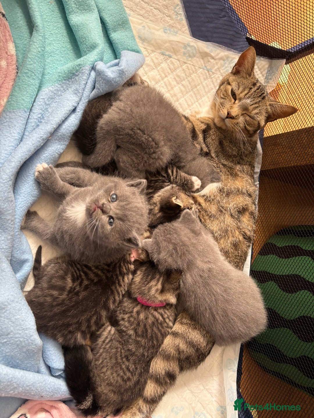 British Shorthair cats for sale: 6 Gorgeous British Shorthairs for sale  - Image 23