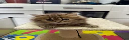 British Shorthair cats for sale: Beautiful  British Shorthair kittens 🐾 - Advert 7