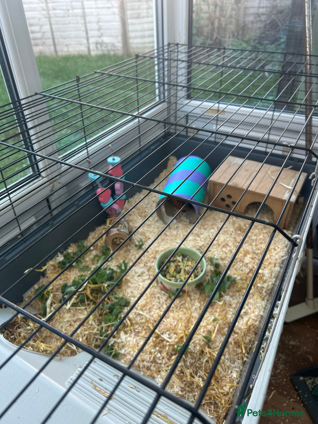 Guinea Pig rodents for sale: Two Female Guinea Pigs - Advert 3