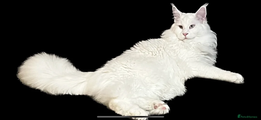 Maine Coon cats for stud: XL STUD AVAILABLE AND KITTENS in Brighouse - Advert 9