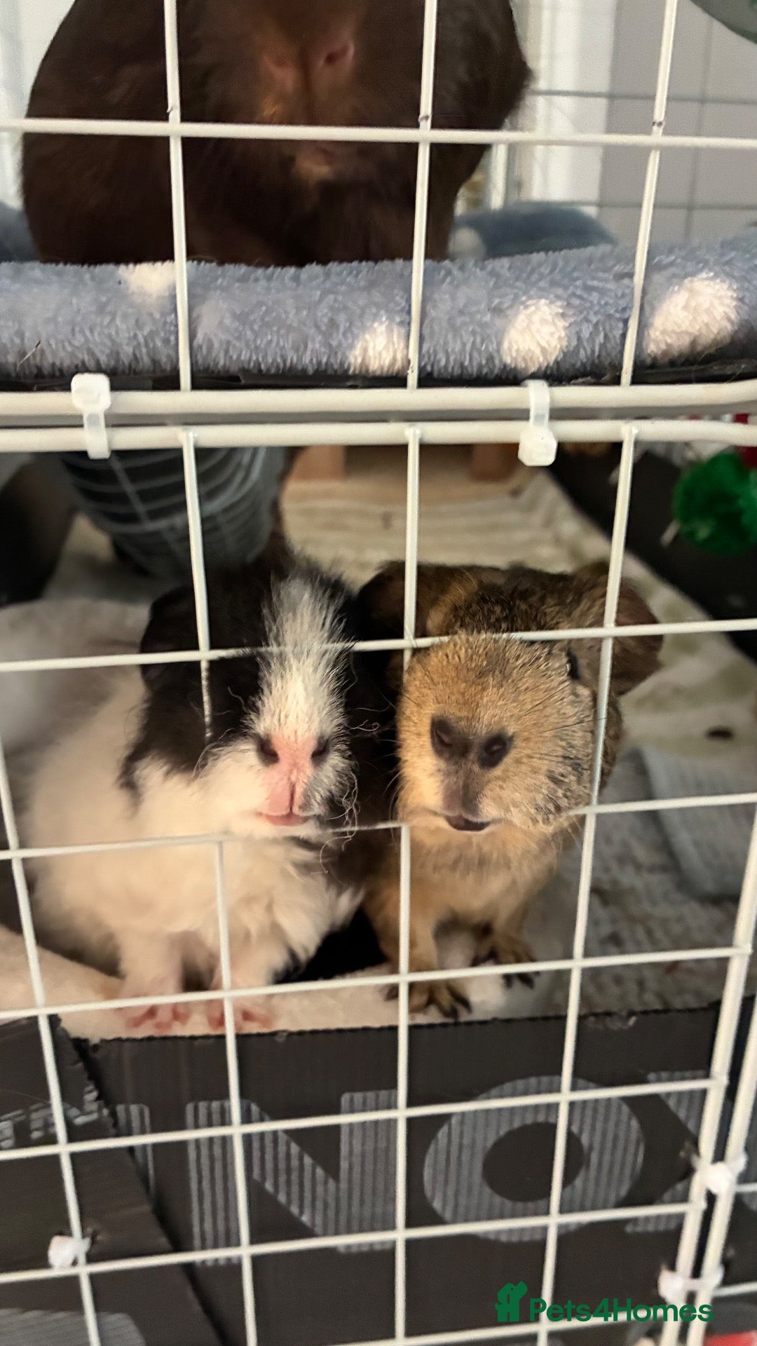 Guinea Pig rodents 3 male bonded guinea pigs  - Advert 1
